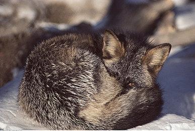 2024年Steam大奖入围名单公布 《黑神话：悟空》入围三项